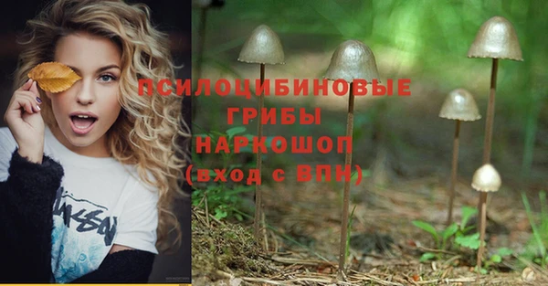 стаф Вязьма